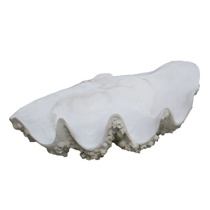 Large Clam with Barnacles