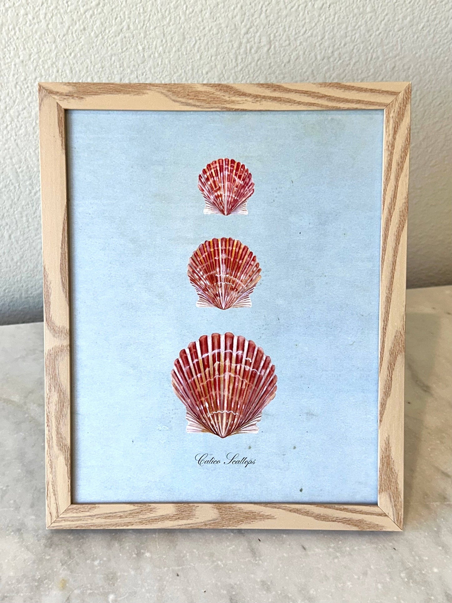 Calico Scallops on Blue Print: 8x10"