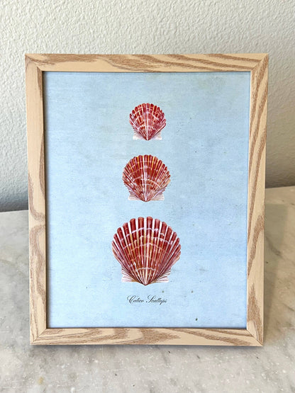 Calico Scallops on Blue Print: 8x10"