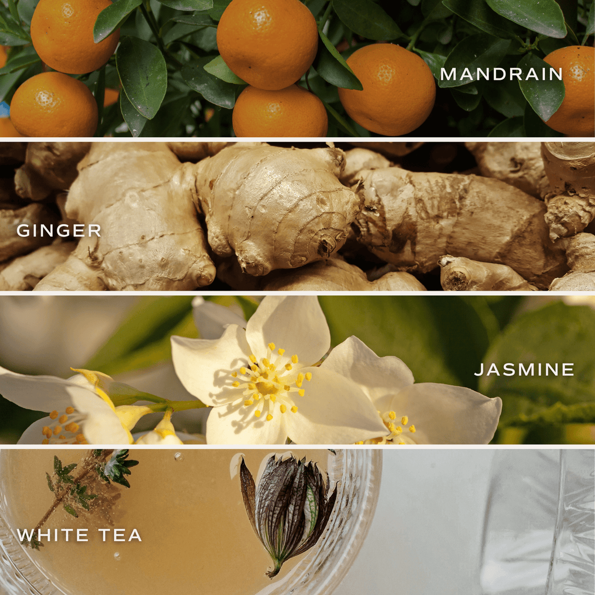 White Tea and Jasmine 11 oz Soy Candle - Home Decor