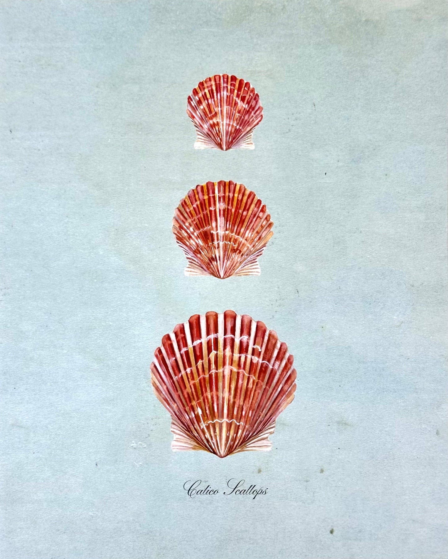 Calico Scallops on Blue Print: 8x10"