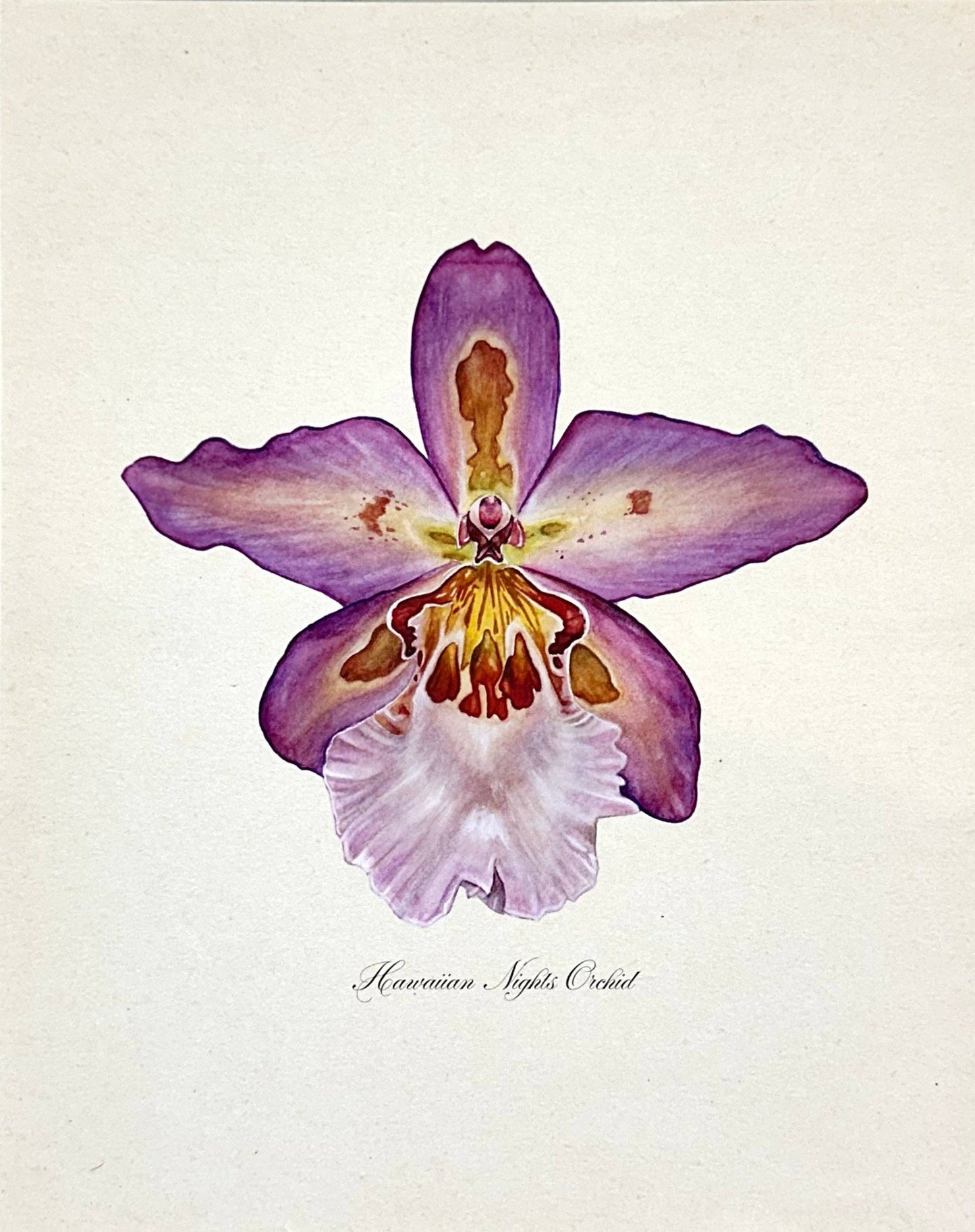 Hawaiian Nights Orchid Print: 11x14"