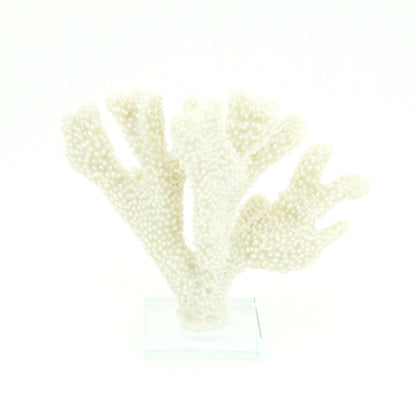 Stylophora Coral