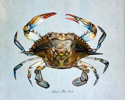 Blue Crab on Blue Print: 8x10"