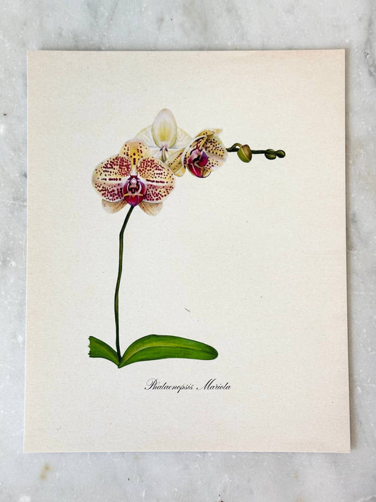 Orchid Watercolor Print 11x14"