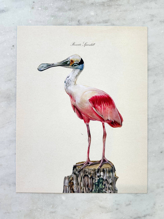 Roseate Spoonbill Print: 11x14"