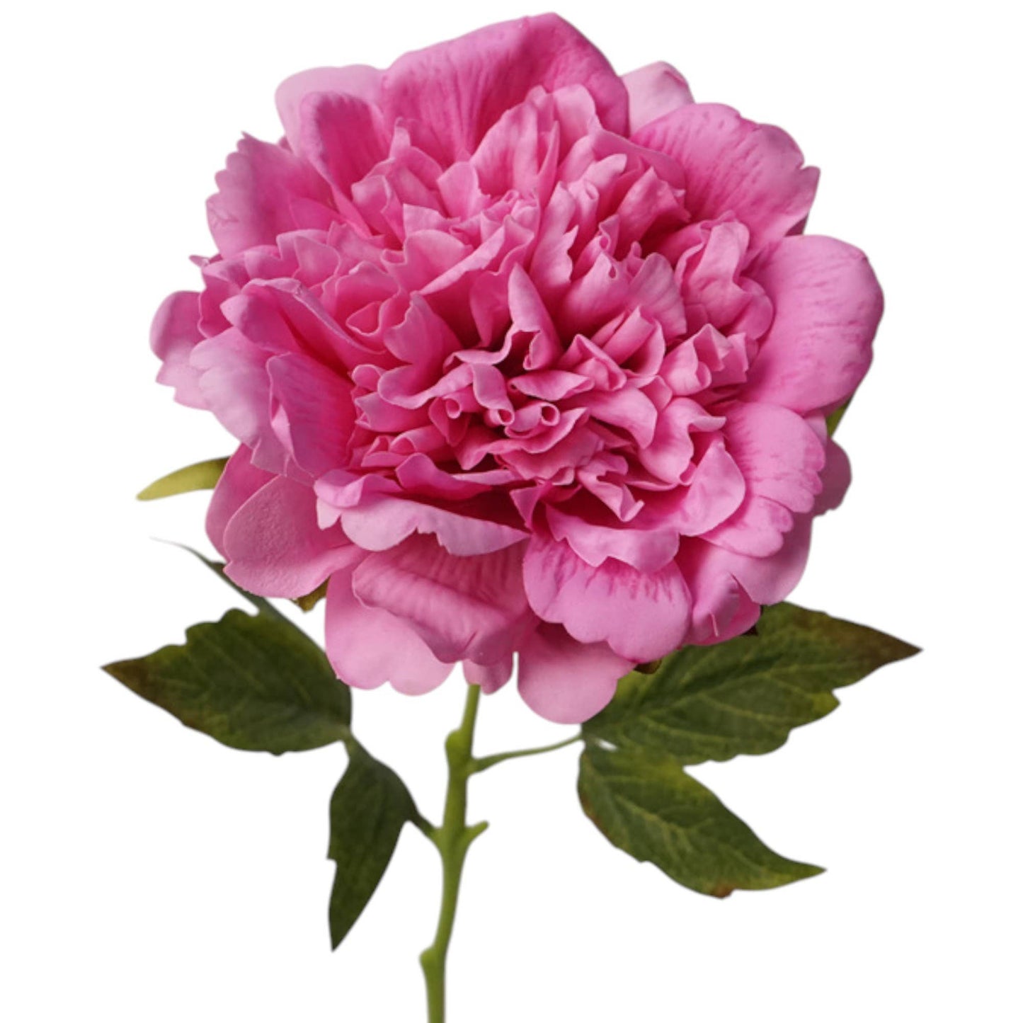 23.5"-Real Touch Moisturized Coating Peony Stem: Begonia Pink