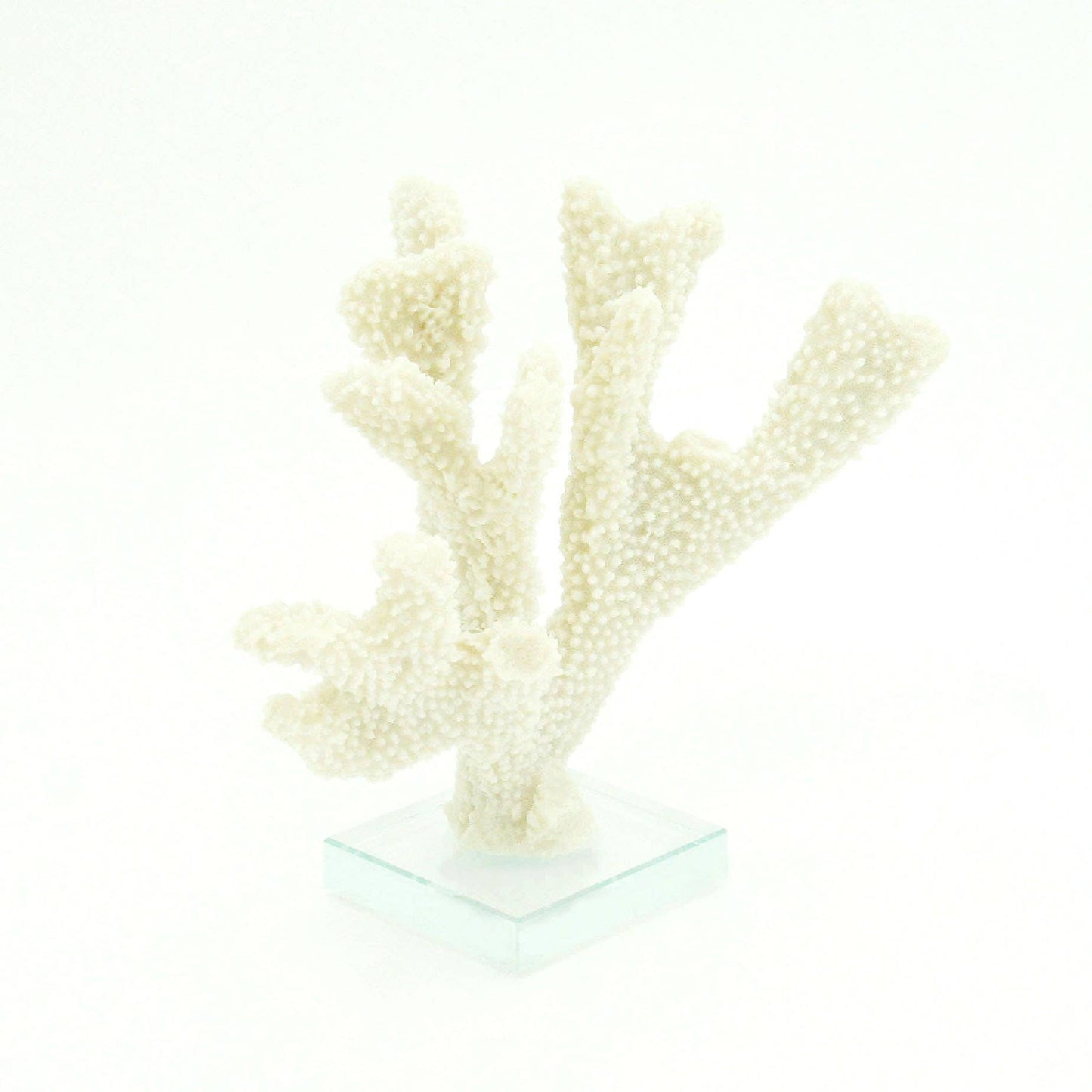 Stylophora Coral