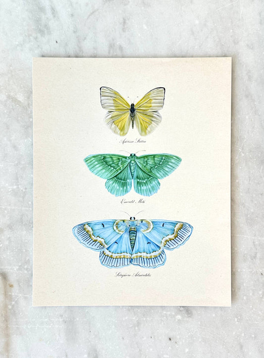 Vintage Butterfly Trio Art Print: 8x10"