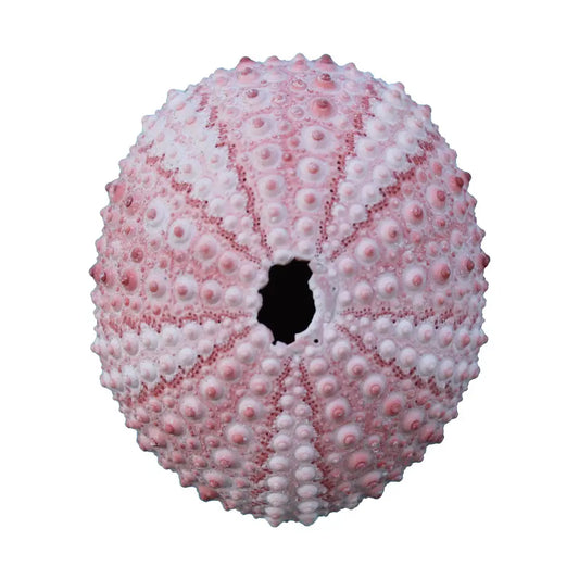 Pink Sea Urchin Magnet