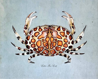 Calico Crab on Blue Print: 8x10"