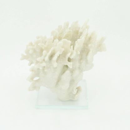 Ridge Coral Large