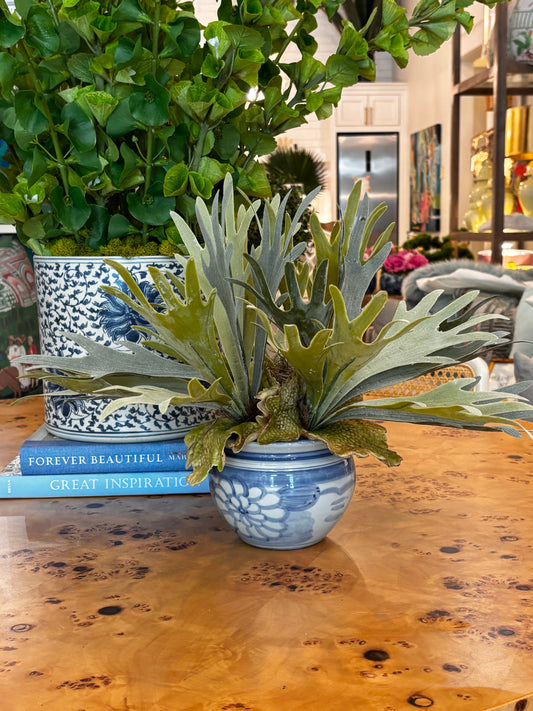 Small Stag Horn in Blue & White Planter