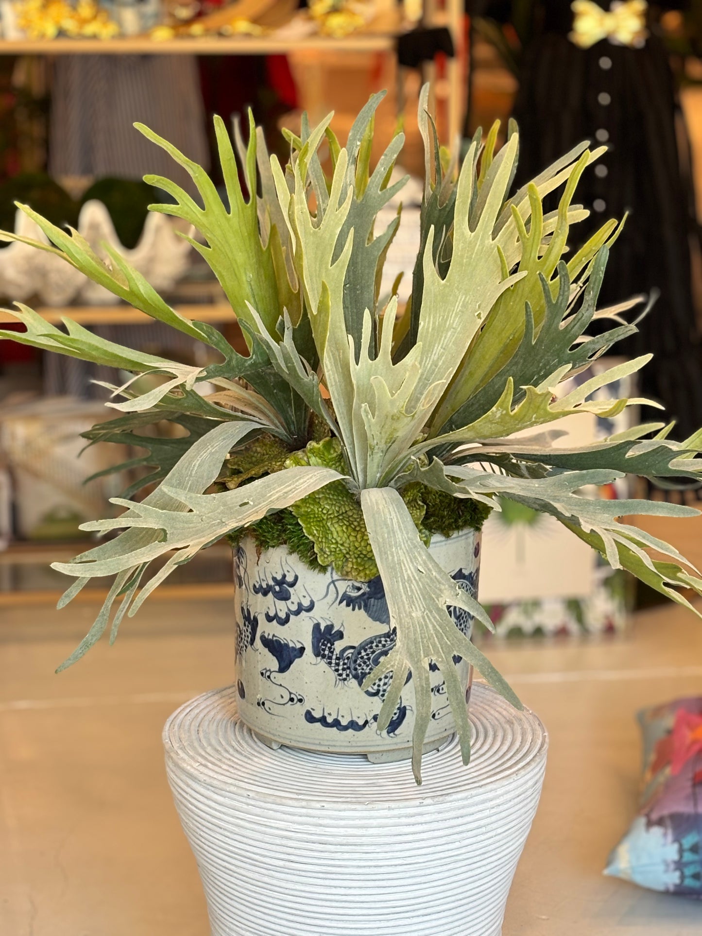 Stag Horn in Dragon Pot