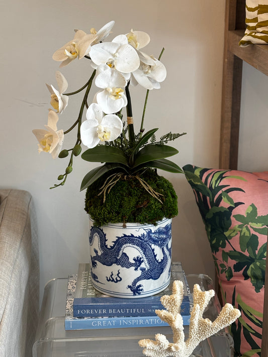 Orchid in Dragon Medium Pot