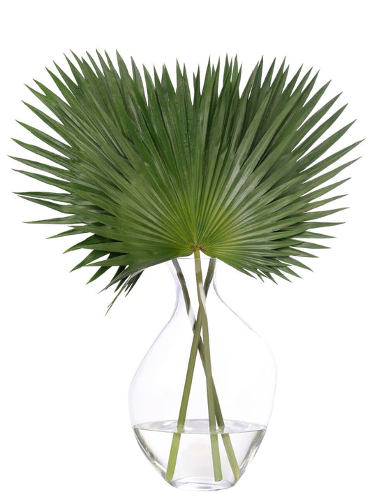 Fan Palm, Faux Water garden, 35″