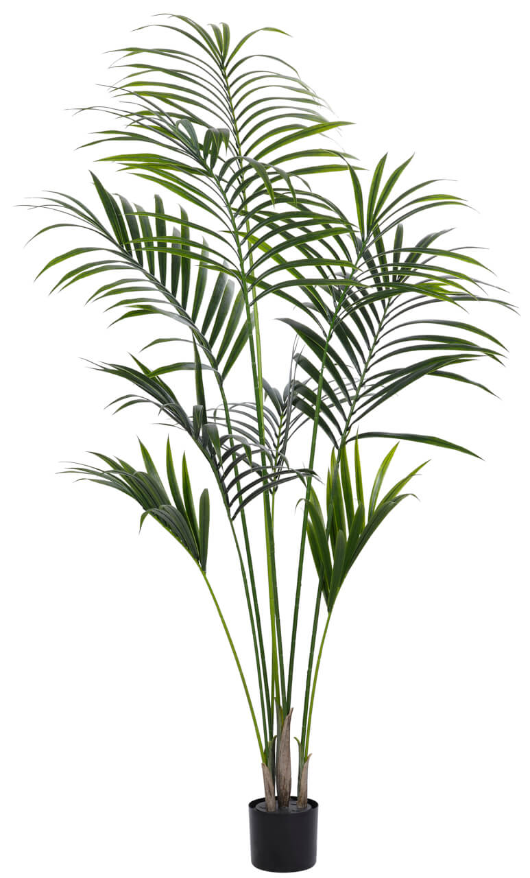 Kentia Palm Tree, UV Outdoor - 79″