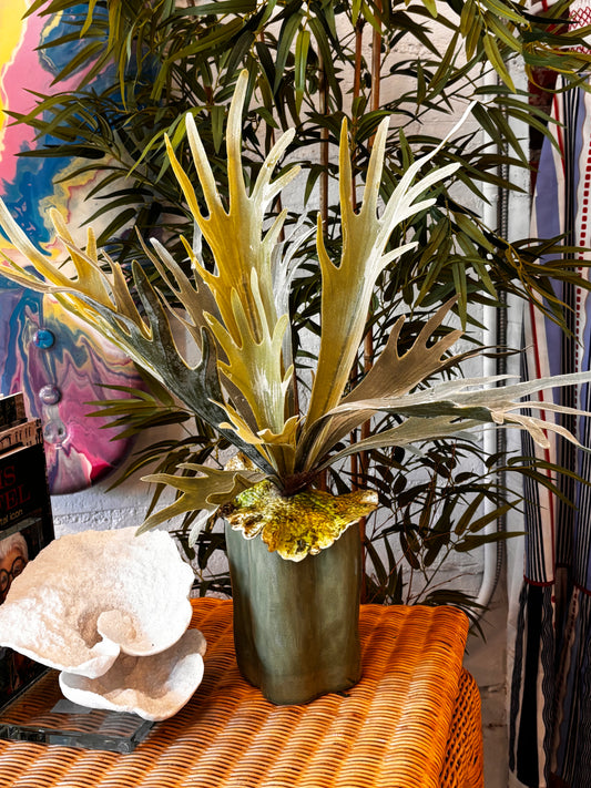 Stag Horn In Green Pot