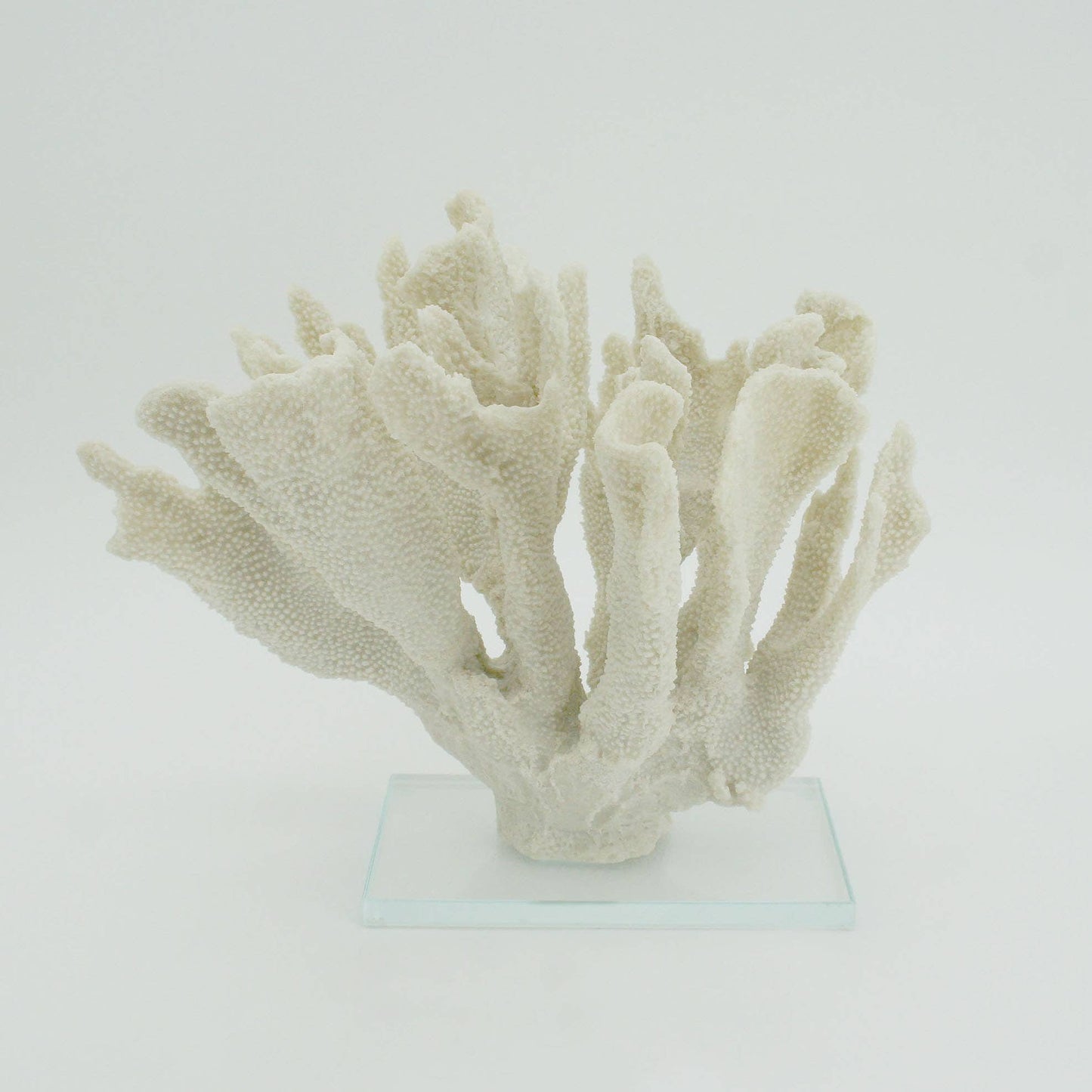 White Large Bearpaw Coral On Acrylic Base