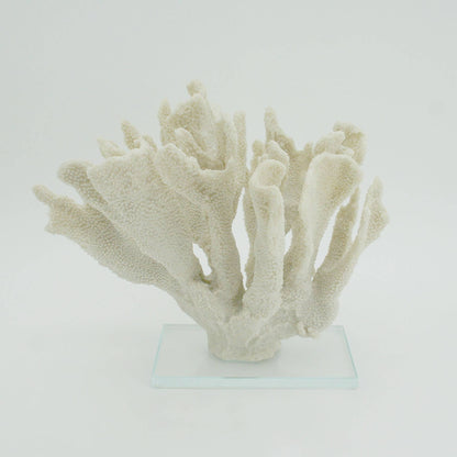 White Large Bearpaw Coral On Acrylic Base