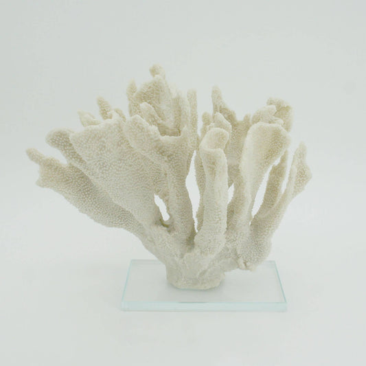 White Large Bearpaw Coral On Acrylic Base