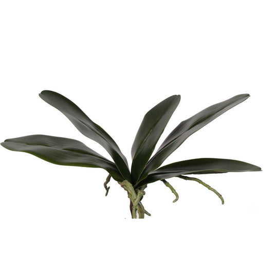 10.6" Artificial Orchid Leaves x5 Stems (12 pcs Per Box)