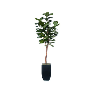 7' Fiddle Leaf Fig Tree