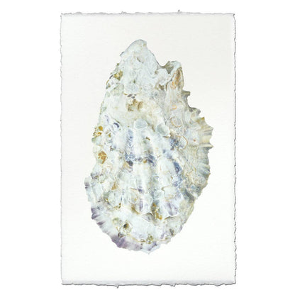 Oyster Study #2: English watercolor / Small (9x14)