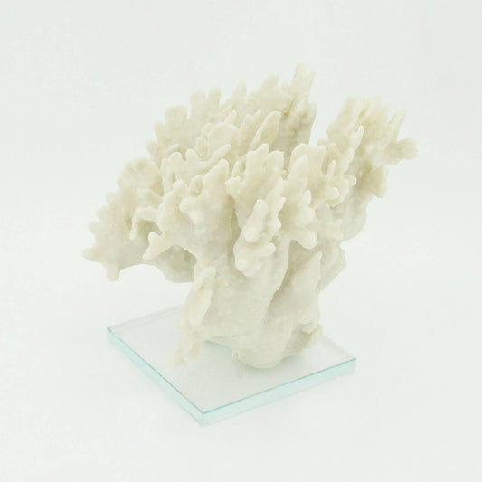 Ridge Coral Large