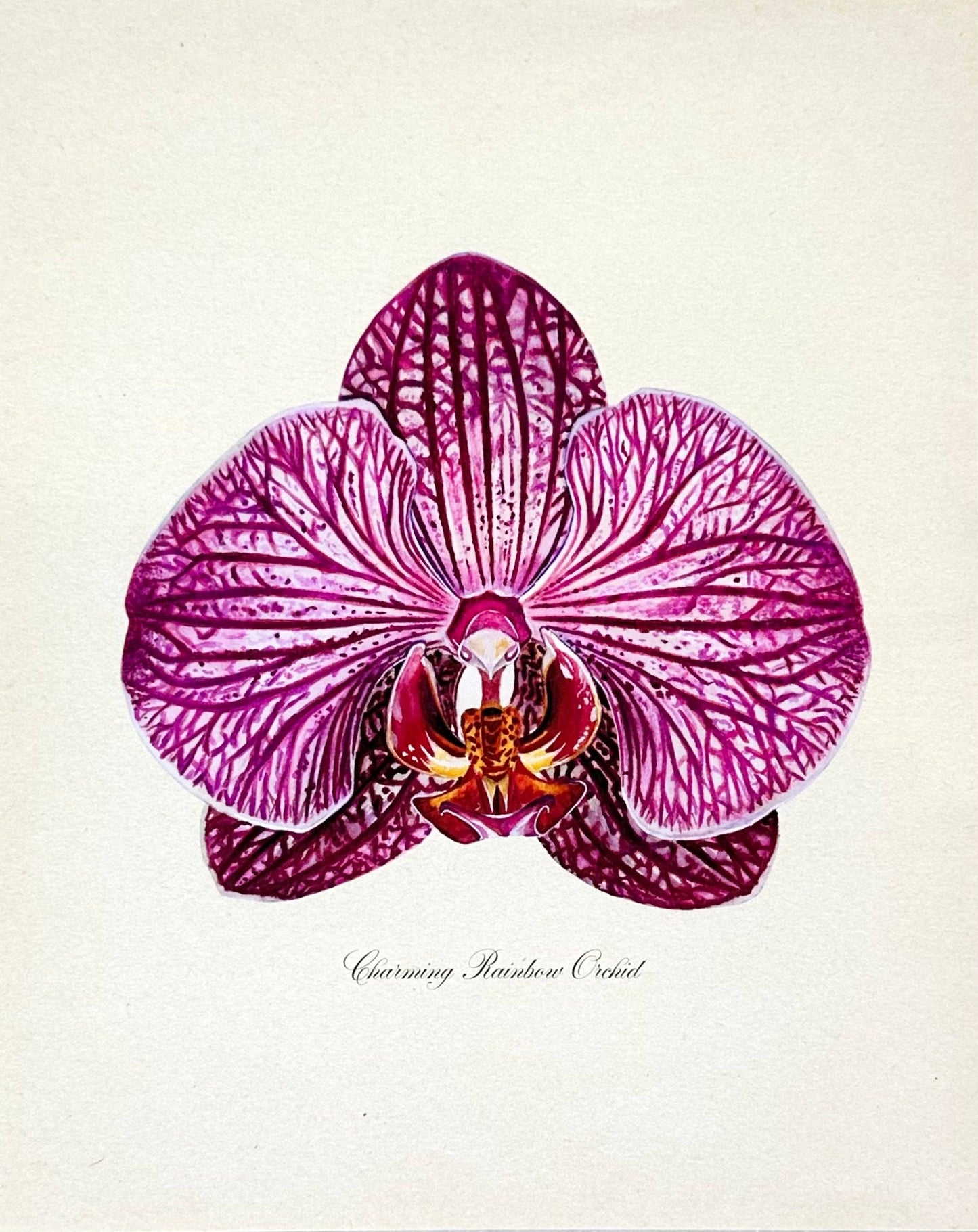 Charming Rainbow Orchid Print: 11x14"