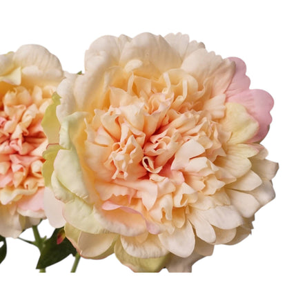 23.5"-Real Touch Moisturized Coating Peony Stem: Begonia Pink