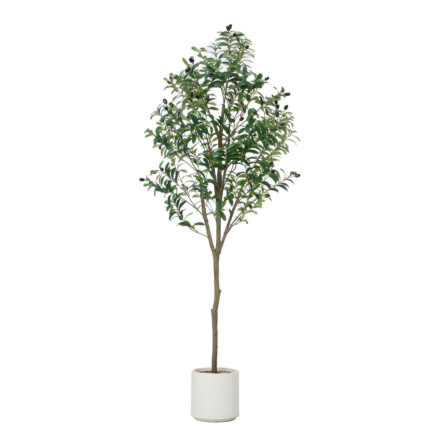 67" Olive Tree in a Planter