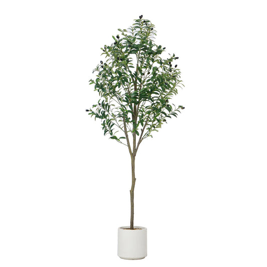 67" Olive Tree in a Planter