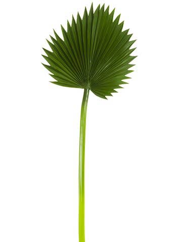 Soft Fan Palm
