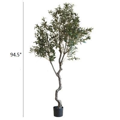 Large Olive Tree