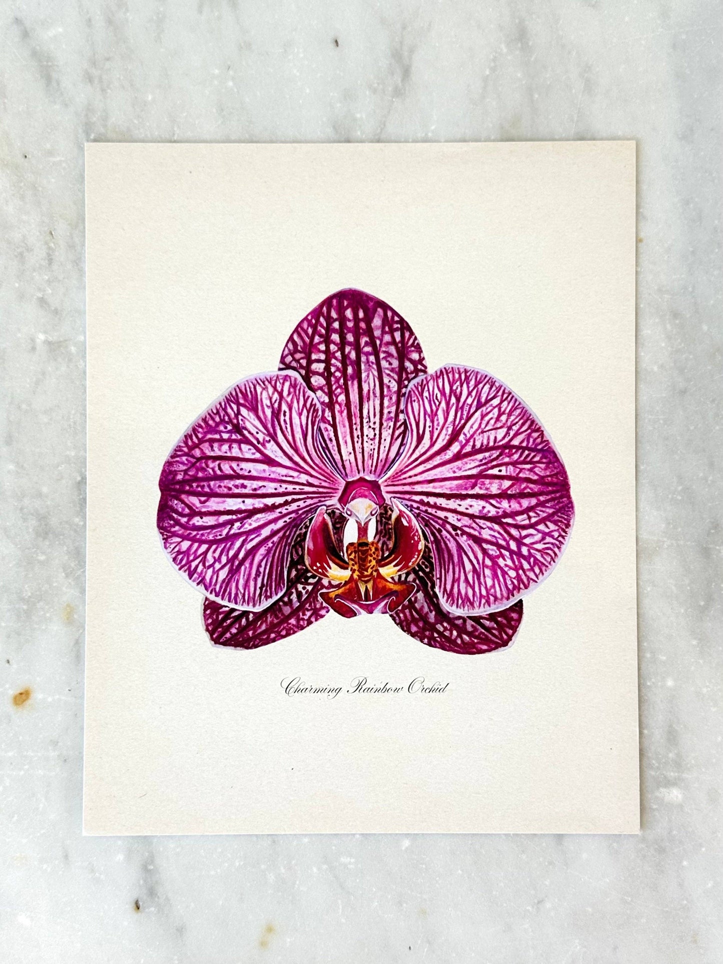 Charming Rainbow Orchid Print: 11x14"