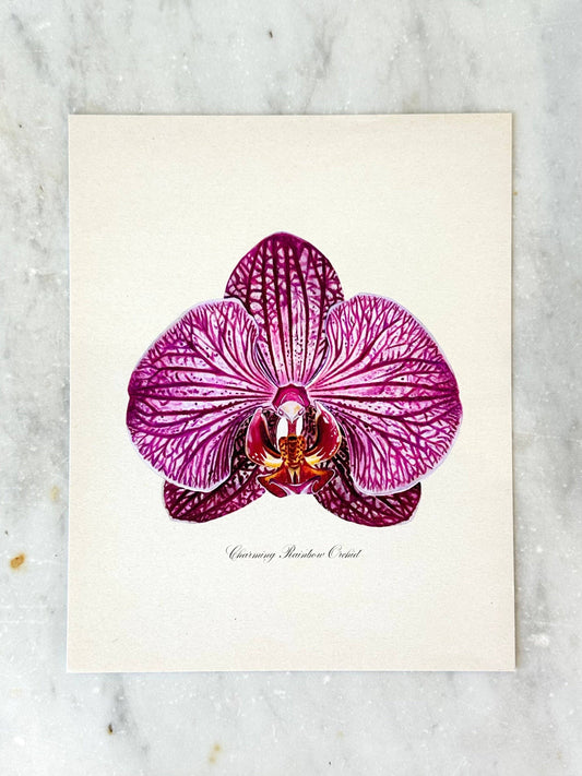 Charming Rainbow Orchid Print: 11x14"