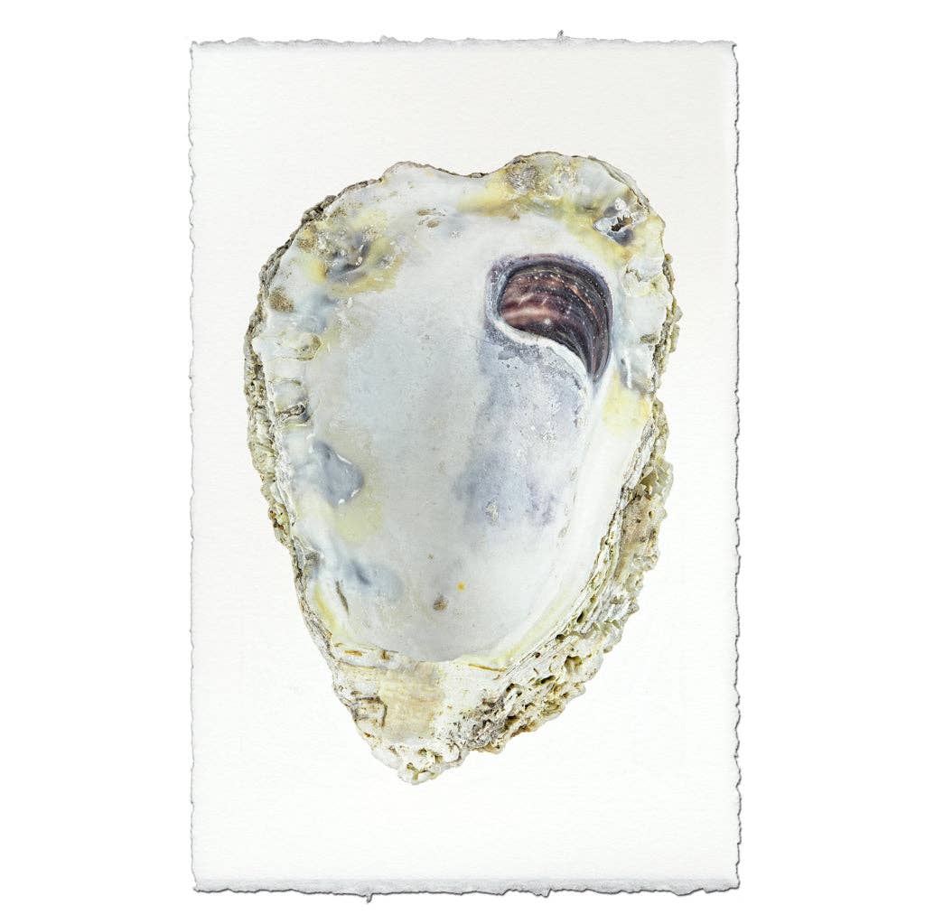 Oyster Study #3: English watercolor / Small (9x14)