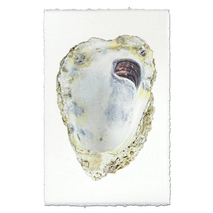 Oyster Study #3: English watercolor / Small (9x14)