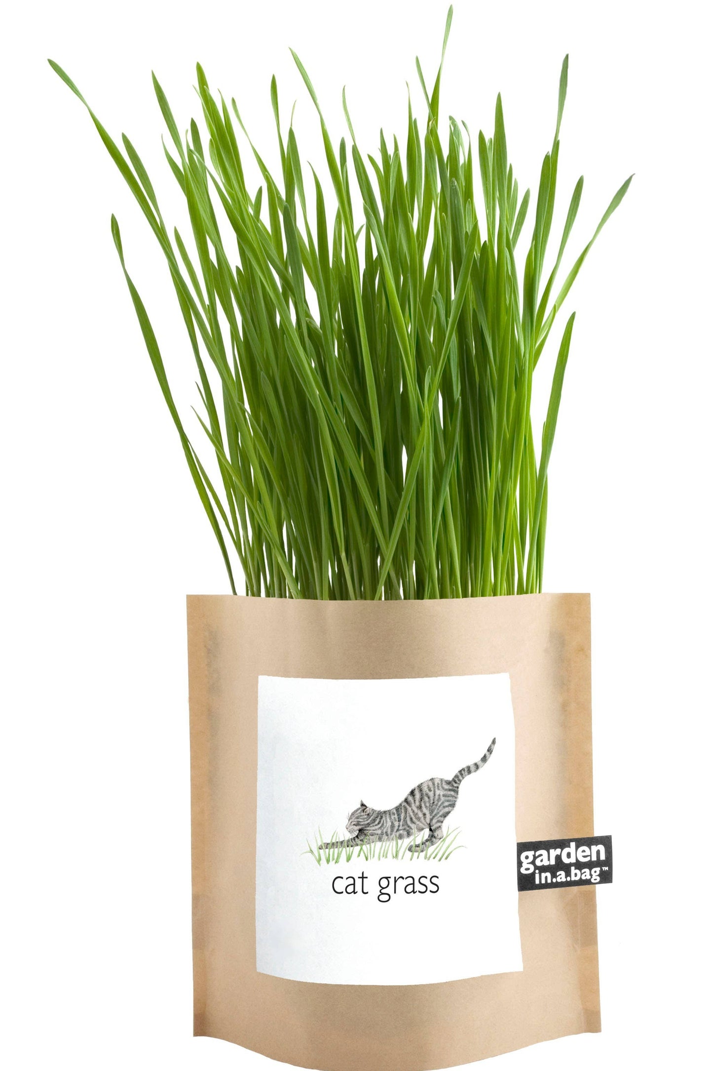 Garden in a Bag - Cat Grass