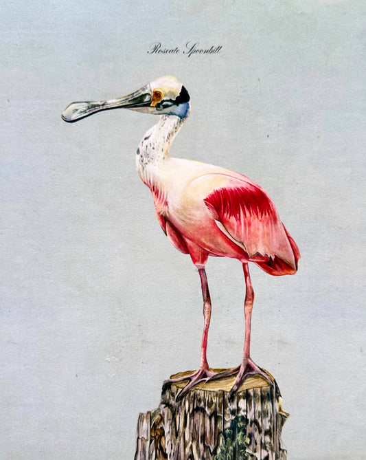 Framed Roseate Spoonbill Print - 11x14"