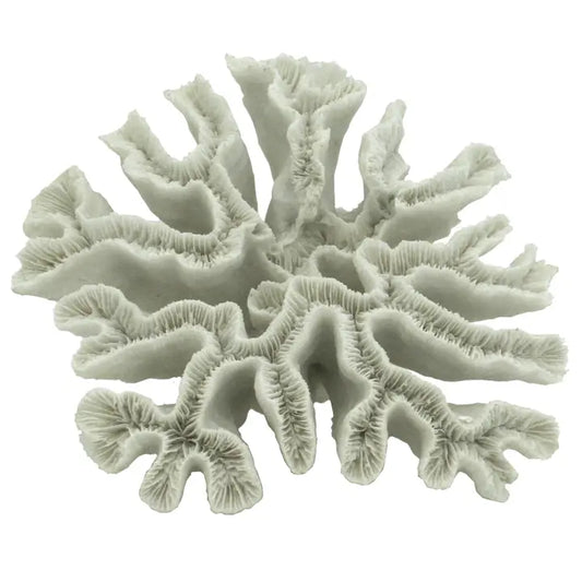 White Hammer Coral
