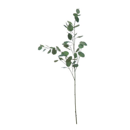 Eucalyptus Branch