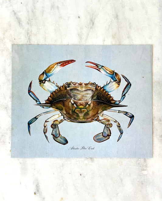 Blue Crab on Blue Print: 8x10"