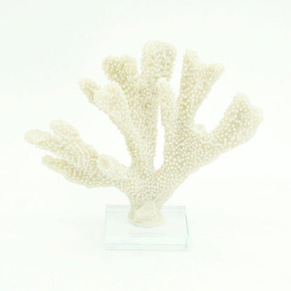 Stylophora Coral
