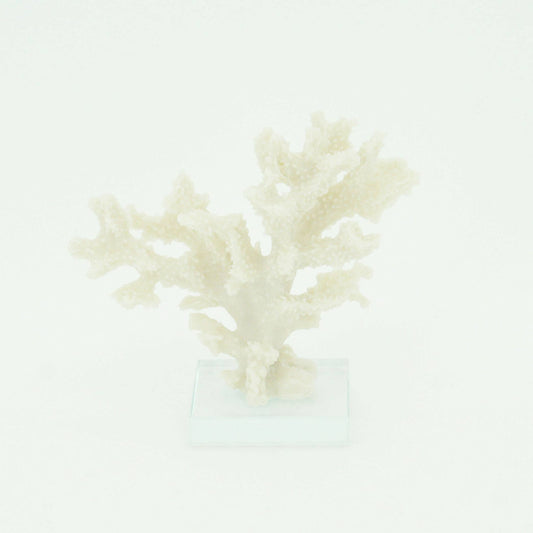 Staghorn Coral on Acrylic Base