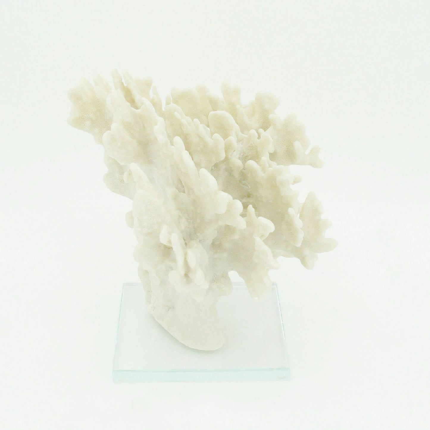 Ridge Coral Large