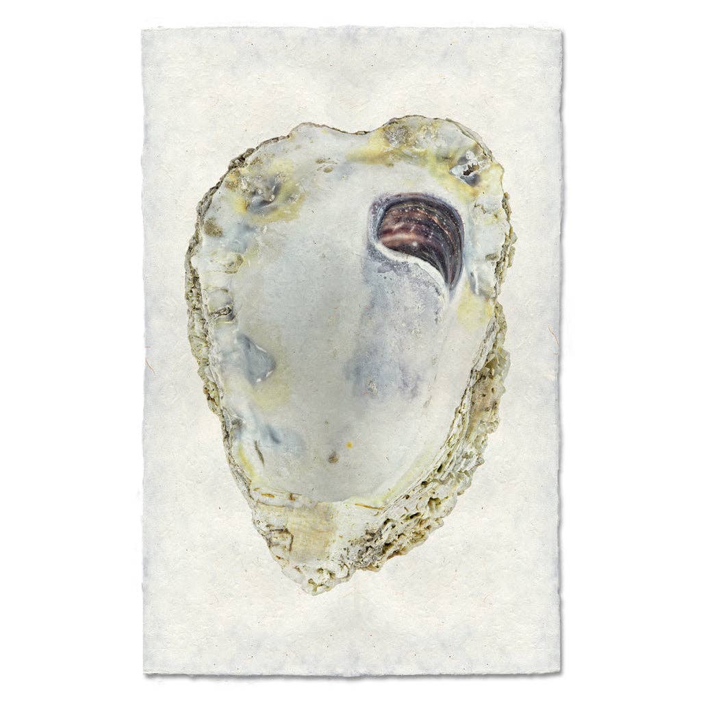 Oyster Study #3: English watercolor / Small (9x14)