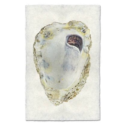 Oyster Study #3: English watercolor / Small (9x14)