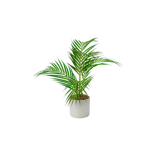 Small Palm